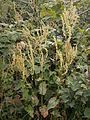 Rumex alpestris