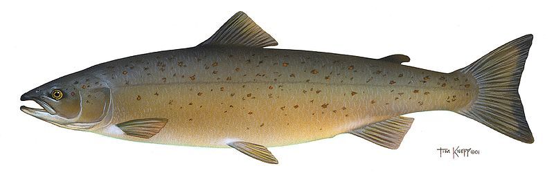 File:Salmo salar (crop).jpg