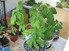 Three larger Salvia divinorum plants and on a table with several smaller Salvia divinorum plants