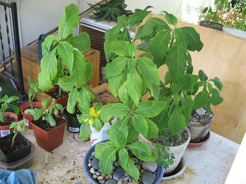 File:Salvia-mothers-and-daughters.JPG