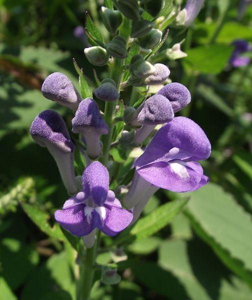 File:Scutellaria incana 1.jpg