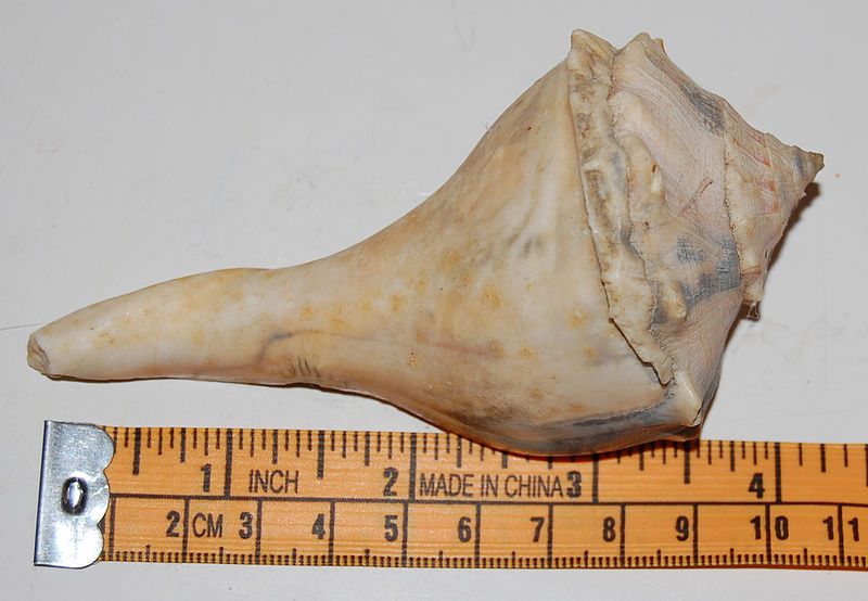 File:Shell1.jpg