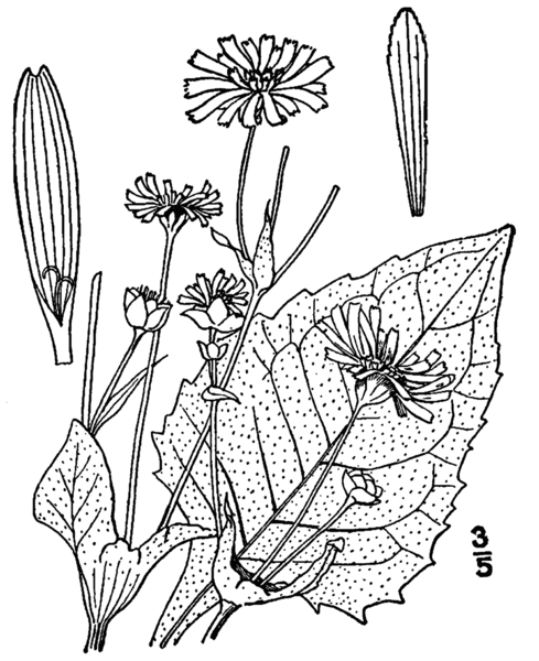 File:Silphium perfoliatum-linedrawingBB.png