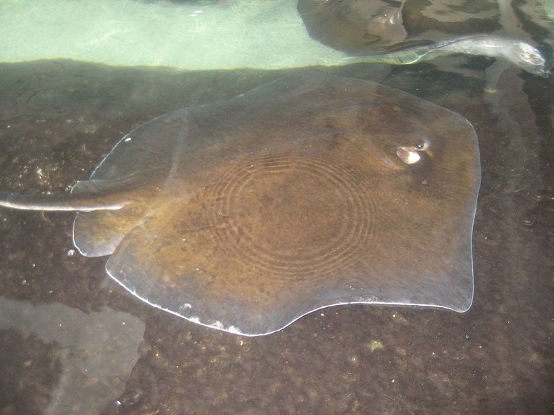 File:Stingray seaworld.jpg