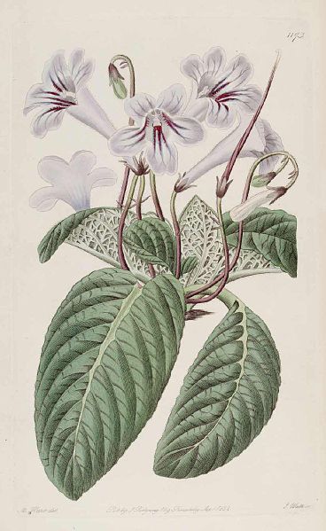 File:Streptocarpus rexii01.jpg