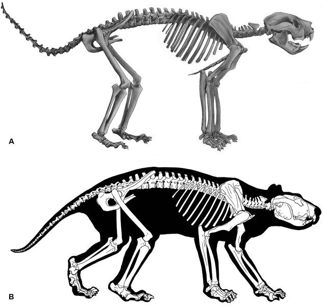 File:Thylacoleo skeleton diagram.tiff