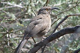 Bird in a tree