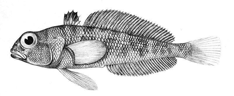 File:Trematomus pennellii.jpg