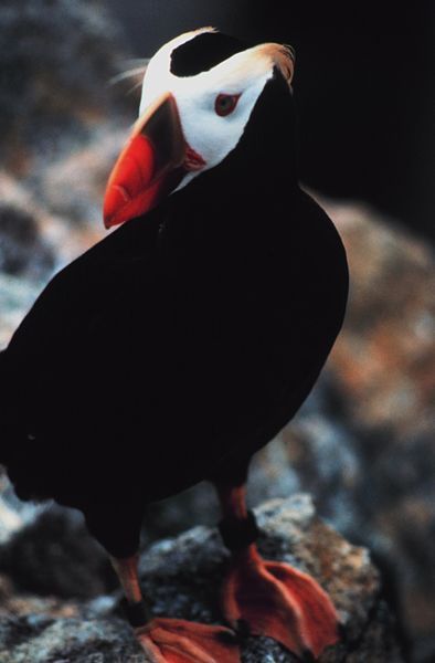 File:TuftedPuffin.jpeg