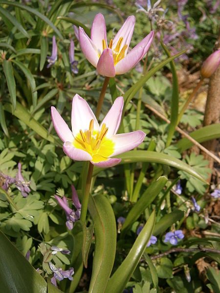 File:Tulipa bakeri 006.JPG