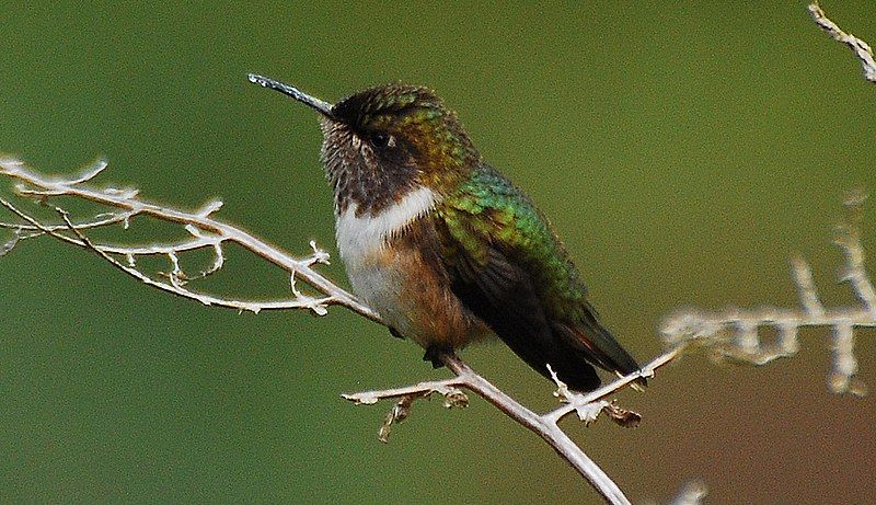 File:Volcano Hummingbird (cropped).jpg