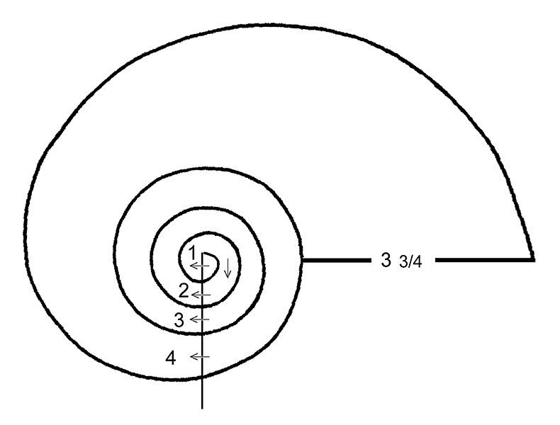 File:Whorls.jpg