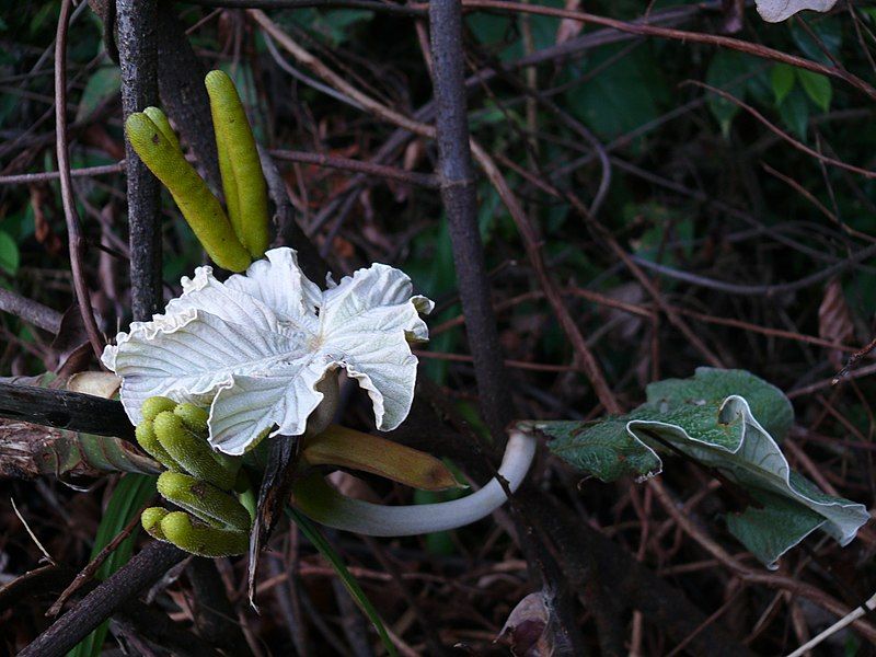 File:Young Cecropia.jpg