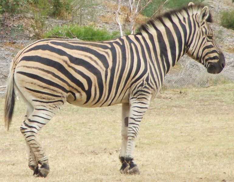 File:Zebra 1.jpg