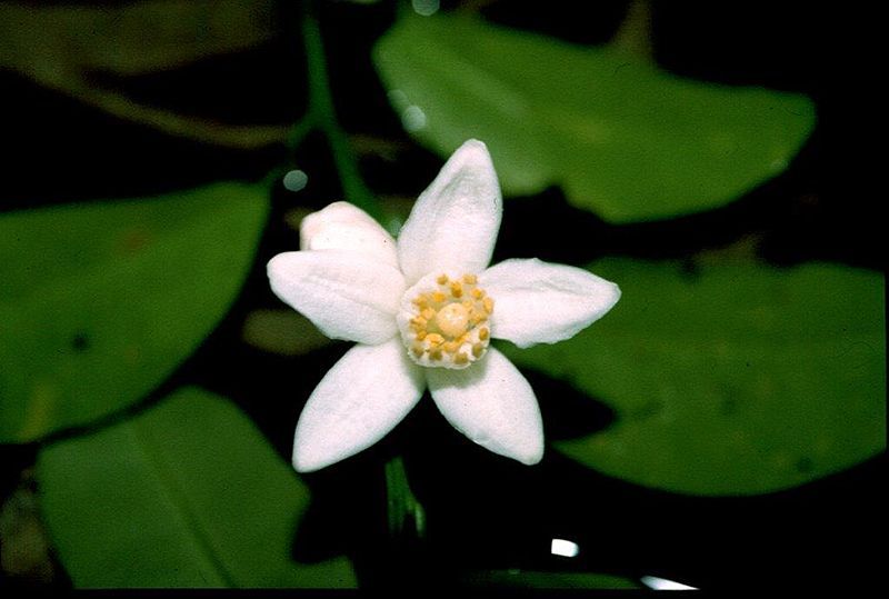 File:ヤマトタチバナの花.jpg