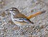 Rufous-tailed Scrub Robin