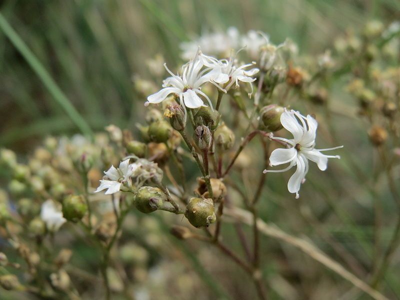 File:20140803Gypsophila fastigiata2.jpg