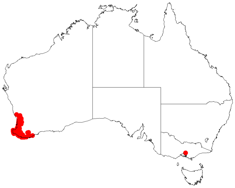 File:Acacia urophyllaDistMap934.png