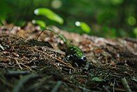 An adult spotted salamander seen crawling on the forest floor in central Ontario.