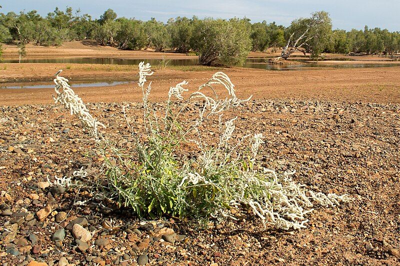 File:Aerva javanica Pilbara.jpg