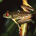 Red-eyed Tree Frog (Agalychnis callidryas)