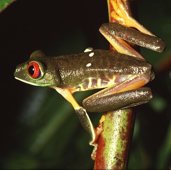 File:Agalychnis callidryas.jpg