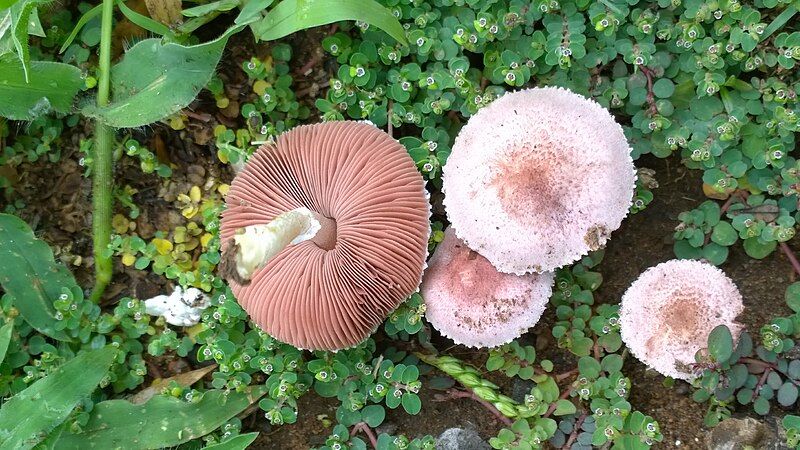 File:Agaricus diminutivus 706380.jpg