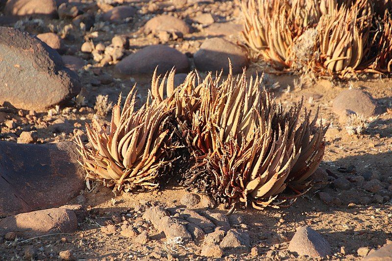 File:Aloe argenticauda.jpg