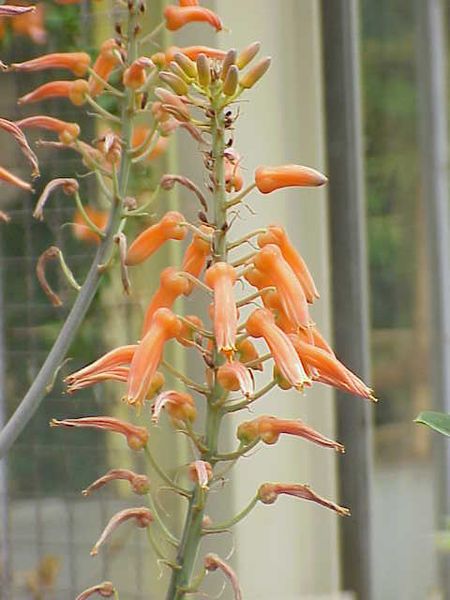 File:Aloe lateritia0.jpg