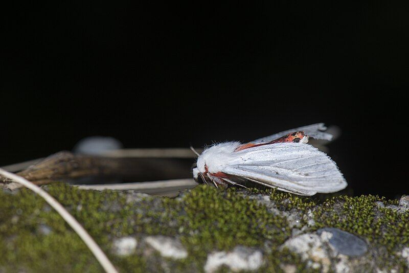 File:Argyarctia fuscobasalis (42375083971).jpg