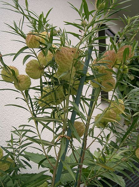 File:Asclepias physocarpa2.jpg