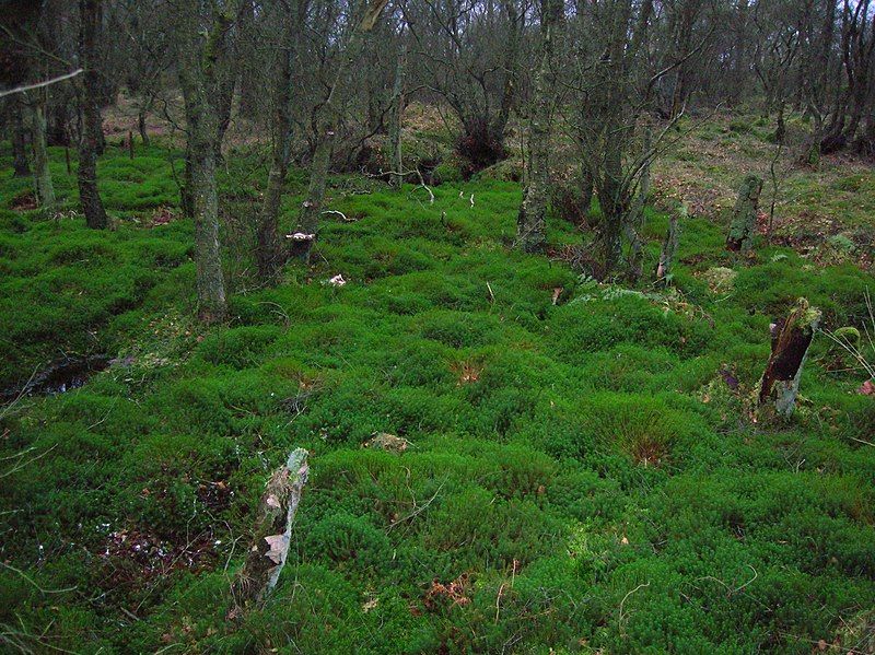 File:Auchentiber moss.JPG