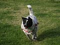 Mixed-breed dog (Catahoula Leopard Dog/Australian Cattle Dog)