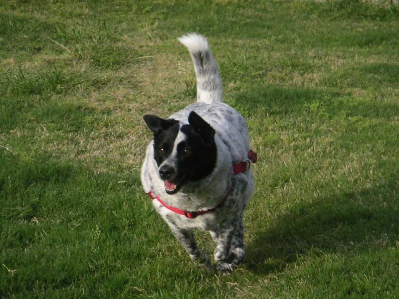 File:BLUEHEELERcatahoulaMUTT.jpg