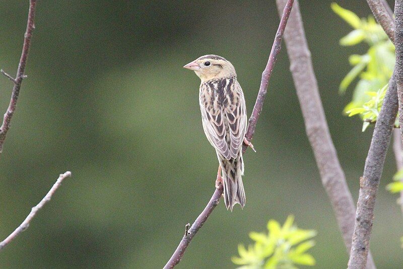 File:Bobolink Point Pelee.jpg