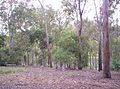 Wallabies and Enoggera Reservoir