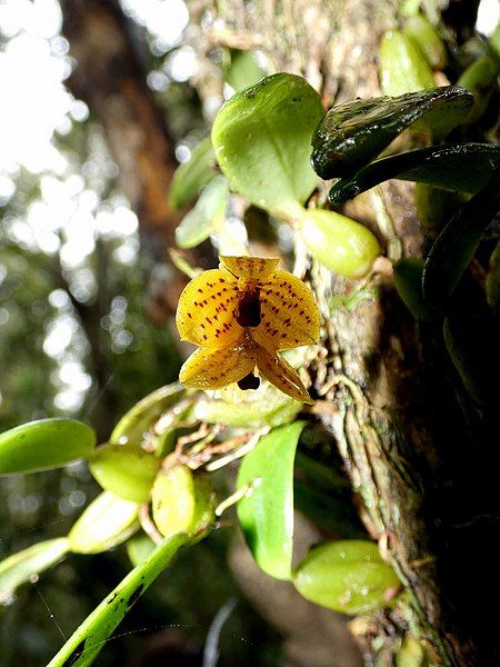 File:Bulbophyllum analamazoatrae 58951133.jpg