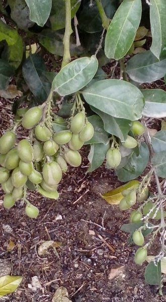 File:Bunchosia armeniaca tree.jpg