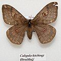 Caligula kitchingi adult