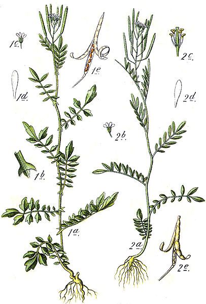 File:Cardamine spp Sturm11.jpg