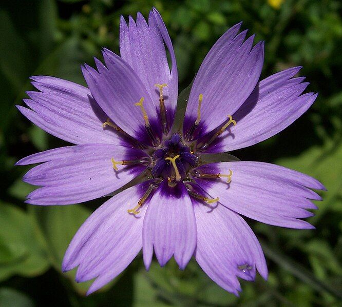 File:Catananche caerulea 001.jpg