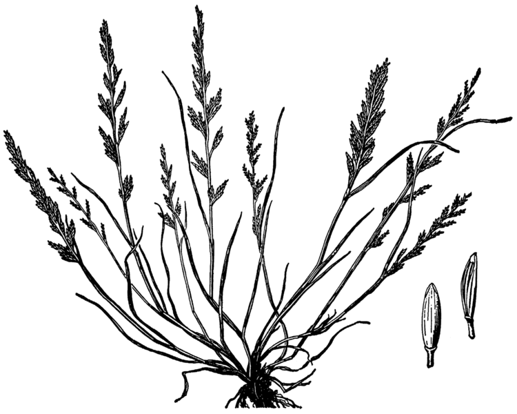 File:Catapodium rigidum HC-1950.png