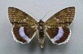 Catocala fraxini blue underwing type species of Hemigeometra