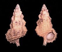 Cerithium columna