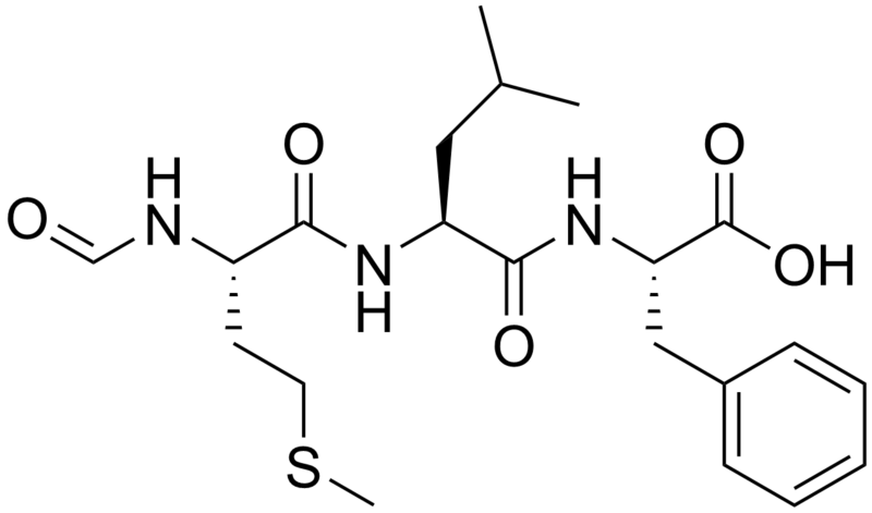 File:Chemotactic peptide.png