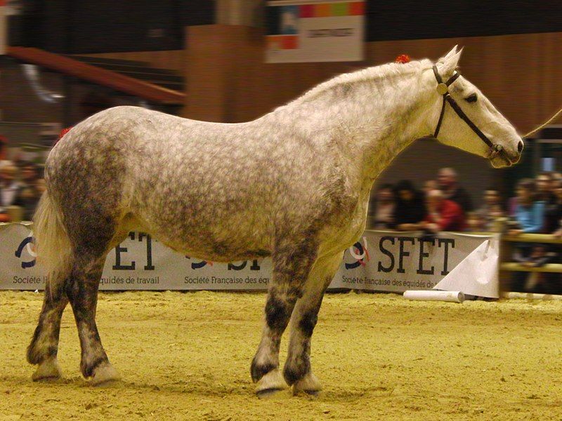 File:Cheval-percheron-gris SDA2014 (cropped).jpg