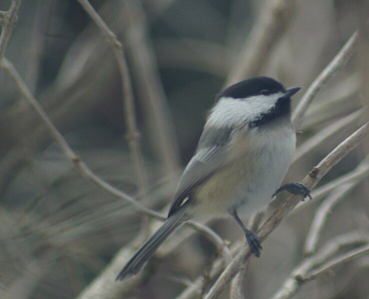 File:Chickadee.jpg