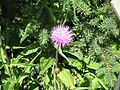 Cirsium helenioides