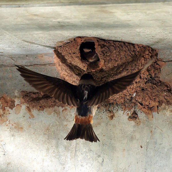 File:Cliff Swallow (5946633586).jpg