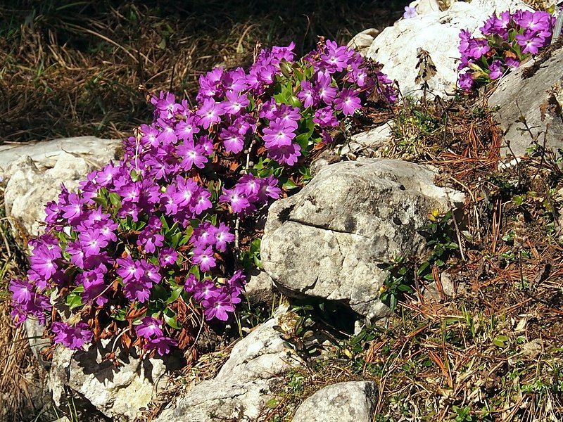 File:Clusius-Primel (Primula clusiana).jpg